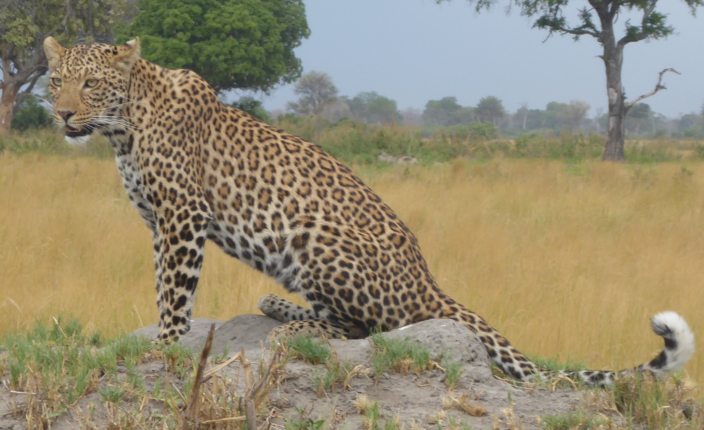 Leopardess at Duba2.PNG.jpg